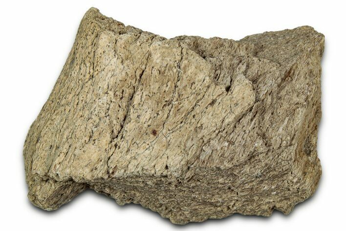 Dinosaur (Triceratops) Frill Shield Section - Montana #348079